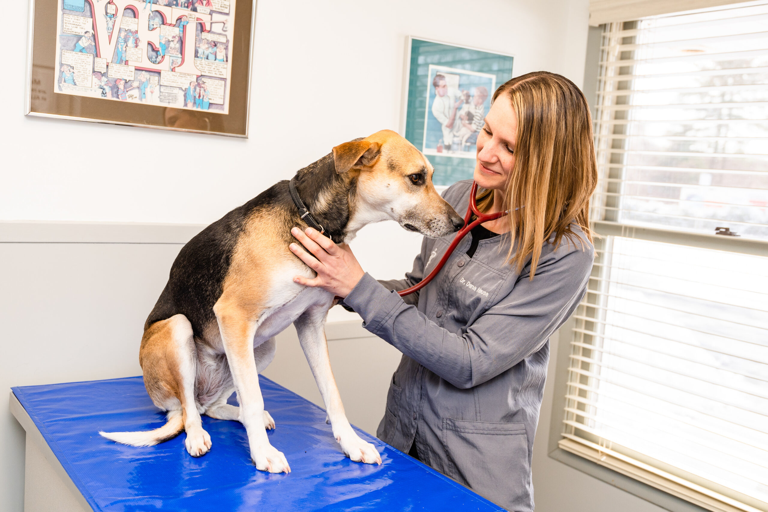 Happy pet enjoying professional grooming